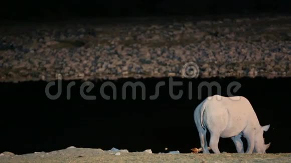 犀牛饮水坑视频的预览图