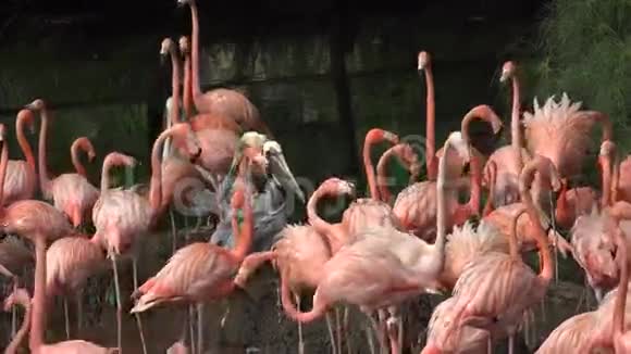 大自然中的野生粉红火烈鸟视频的预览图