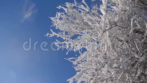 枯冻的榆树在冰枝上冬天白天雪在雪的阳光下阳光照耀着美丽的风景生活方式视频的预览图