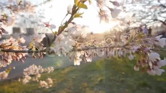 一棵盛开的樱桃树的枝条浅的景深视频的预览图