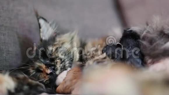 一群猫和小猫缅因州的浣熊小红点视频的预览图
