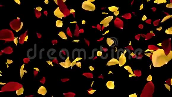 飞起浪漫的黄红玫瑰花瓣落下阿尔法孤立的环视频的预览图