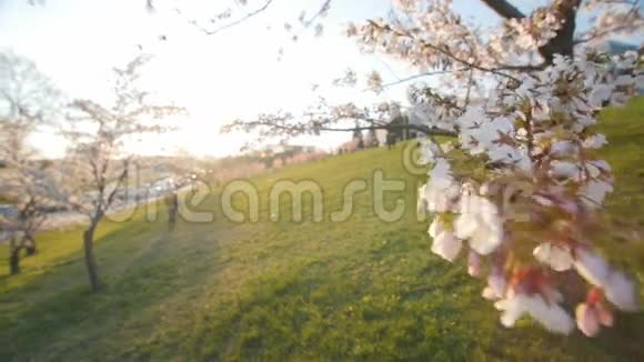 一棵盛开的樱桃树的枝条浅的景深视频的预览图