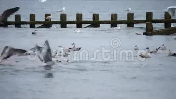苏格兰阿伯丁海滩的野生海鸥视频的预览图