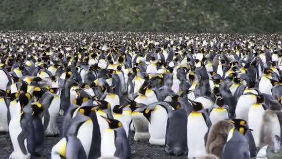 企鹅王视频的预览图