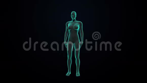 扫描肾脏女性身体高清X光视频的预览图