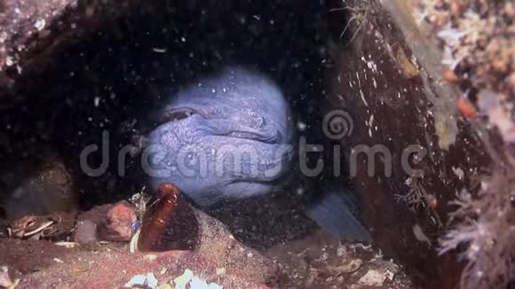 柳叶刀鱼鲶鱼在海底寻找白海海底的食物视频的预览图