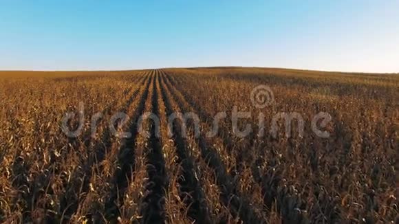 4K金色夕阳下玉米地上空低空飞行鸟瞰视频的预览图