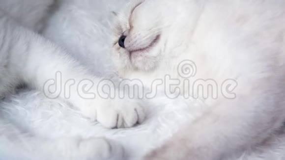 可爱的白猫睡得很慢视频的预览图
