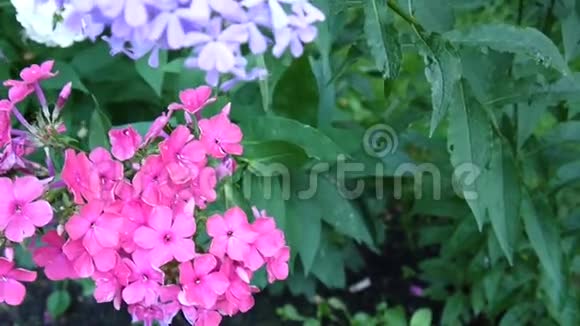 美丽的粉红色花序特写高清摄像机视频的预览图