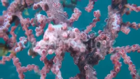粉红俾格米海马与瓷蟹视频的预览图