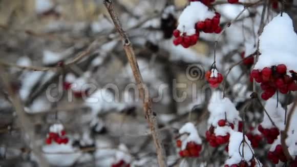 冬季雪中覆盖的充满活力的浆果视频的预览图