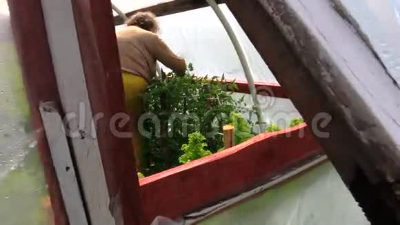高级园丁女看护温室里的西红柿植物视频的预览图