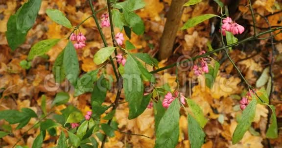 粉红色的秋花枝上有绿叶视频的预览图