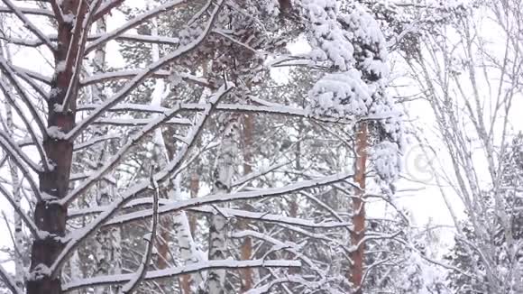 雪中的树枝视频的预览图