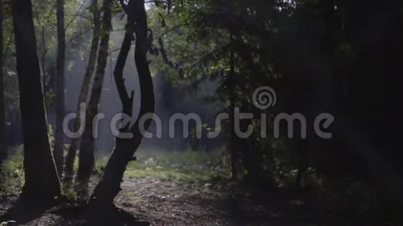 森林中的早晨场景视频的预览图