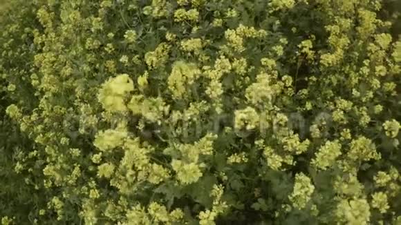 风中黄花的俯视图视频的预览图
