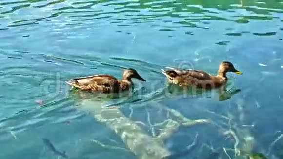 克罗地亚普利特维兹湖上的鸭子视频的预览图