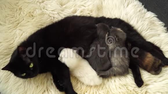 小可爱的新生小猫妈妈躺在羊毛上关上门4K视频的预览图