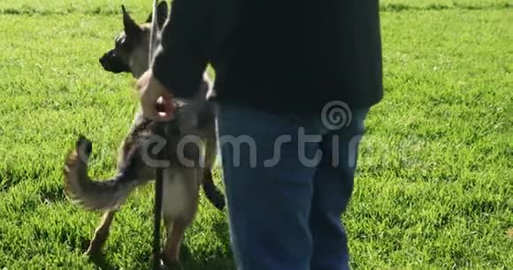 牧羊犬和主人站在农场里视频的预览图