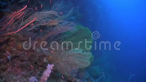 珊瑚礁上巨大的海扇视频的预览图