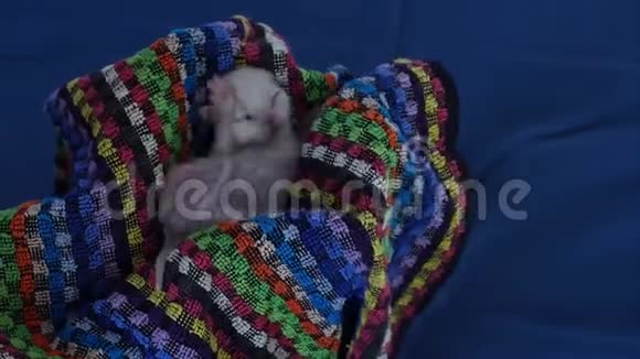 英国新出生的小猫在毛巾里移动视频的预览图