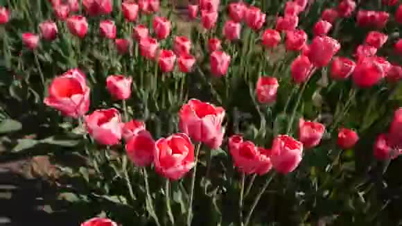 粉红色的郁金香在田野里视频的预览图