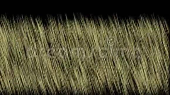 微风吹拂草原草甸草原麦麦背景视频的预览图