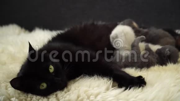小可爱的新生小猫妈妈躺在羊毛上关上门4K视频的预览图