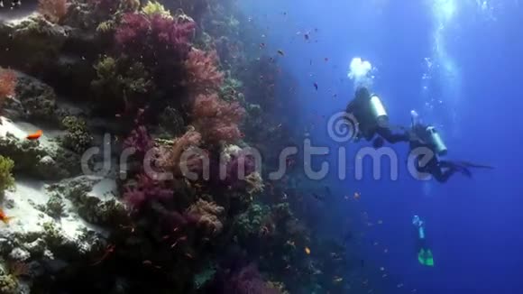 在珊瑚礁的鱼类学校附近潜水可以在红海水下放松视频的预览图