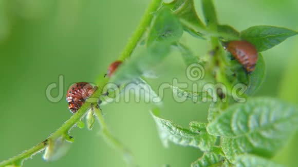 科罗拉多马铃薯甲虫幼虫在花园里吃土豆叶害虫和寄生虫破坏农业作物视频的预览图