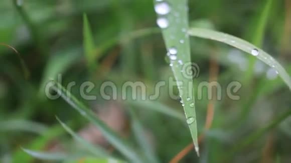 用雨水把草收起来高清视频的预览图