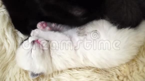 小可爱的新生的白色小猫妈妈躺在羊毛上关上门4K视频的预览图