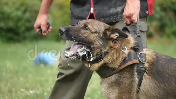 德国牧羊犬训练攻击教练视频的预览图