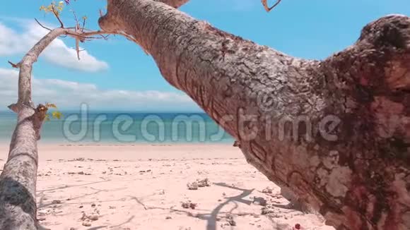 粉红海滩印度尼西亚视频的预览图