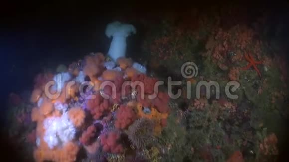 独特的色彩斑斓的海洋景观水下阿拉斯加视频的预览图