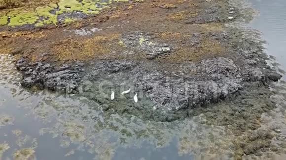 苏格兰海豹群的鸟瞰图英国视频的预览图