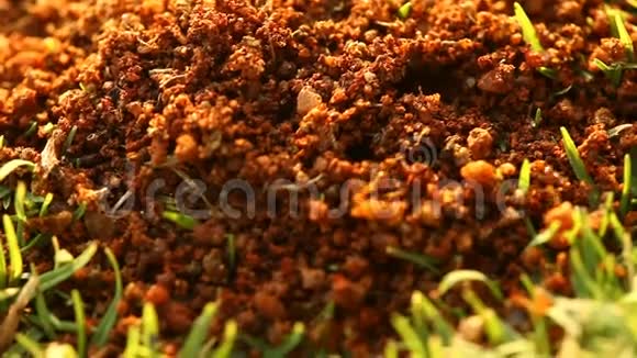 红蚂蚁在地上建造家园视频的预览图