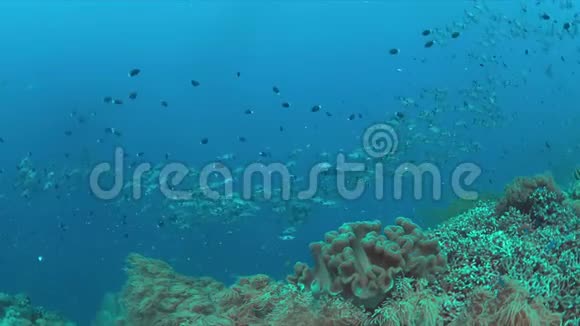 珊瑚礁和一个黑4k的学校视频的预览图