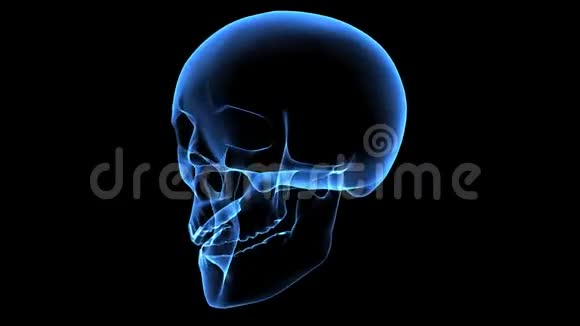 人的头骨X光扫描视频的预览图