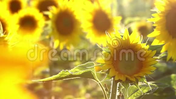 向日葵花田的美丽花朵上阳光灿烂视频的预览图