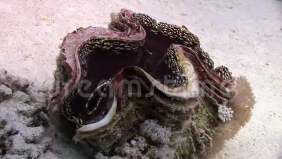 赤海中有重地幔的蜥蜴巨人视频的预览图