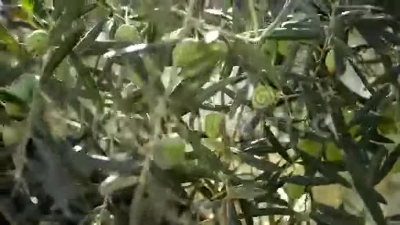 夕阳下橄榄树上挂着橄榄视频的预览图