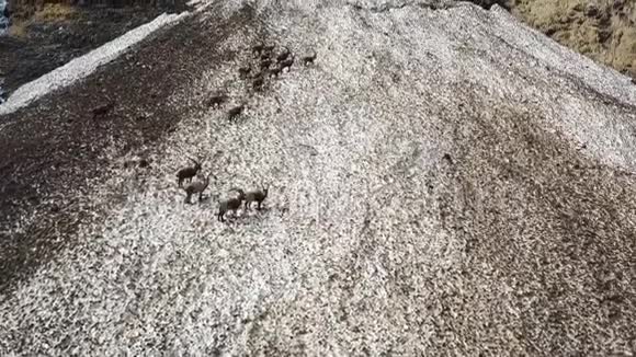 春天雪场上的一群高山伊贝克斯用肮脏的残雪伪装自己视频的预览图