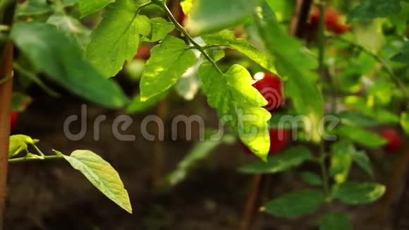 樱桃有机美味成熟番茄在我的花园雨后视频的预览图