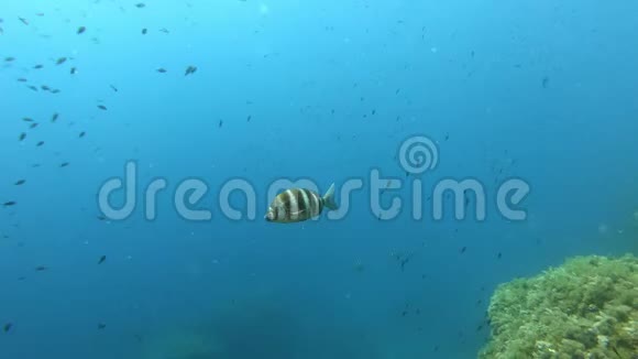 皇家鱼独自游泳地中海潜水视频的预览图