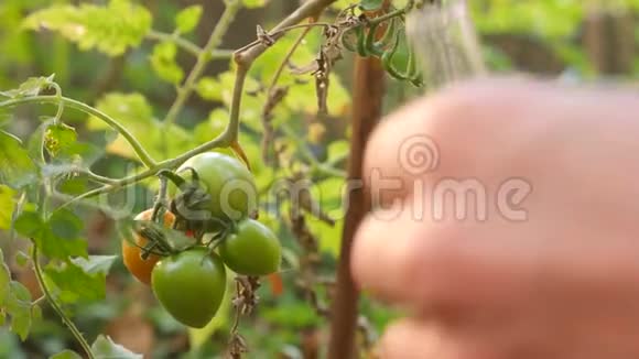 番茄的发育研究基因工程特写4K慢动作视频的预览图
