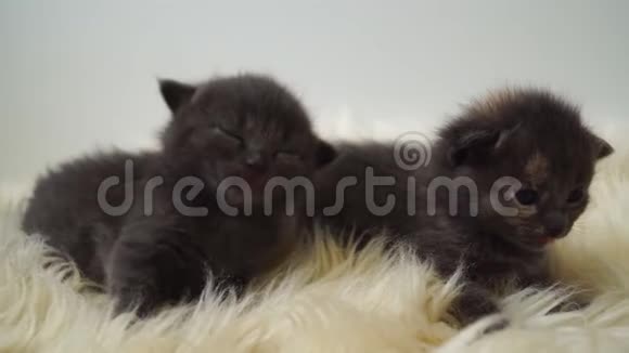 小可爱的新生小猫躺在羊毛上关上门4K视频的预览图