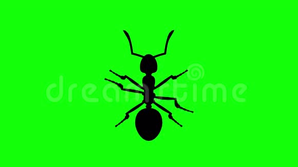 固定蚂蚁在绿色屏幕CG动画剪影循环视频的预览图