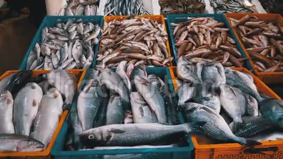 在海鲜街市场的橱窗上出售的冰鲜海鱼视频的预览图
